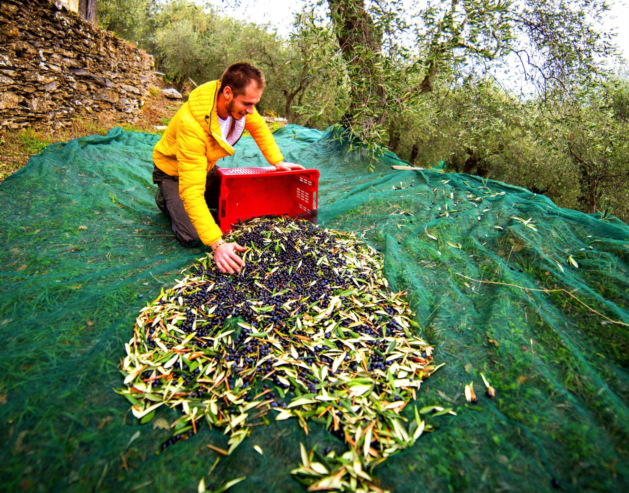 raccolta-olive-asplanato